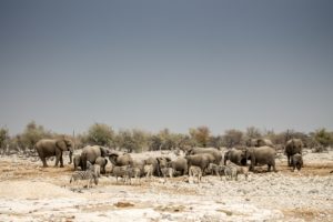 Etosha2015-3