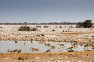 Etosha2015-33