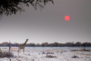 Etosha2015-42
