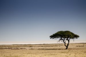 Etosha2015-48