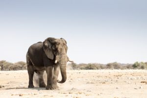 Etosha2015-84